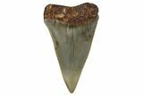 Fossil Broad-Toothed Mako Shark Tooth - North Carolina #257363-1